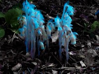 Ghost Pipe Flower, a white fungus looking flower growing in clusters next to the forest floor. It appears to be glowing blue.